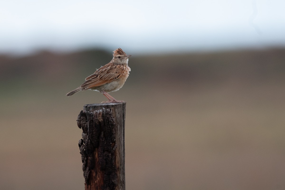 Rufous-naped Lark - ML510232941