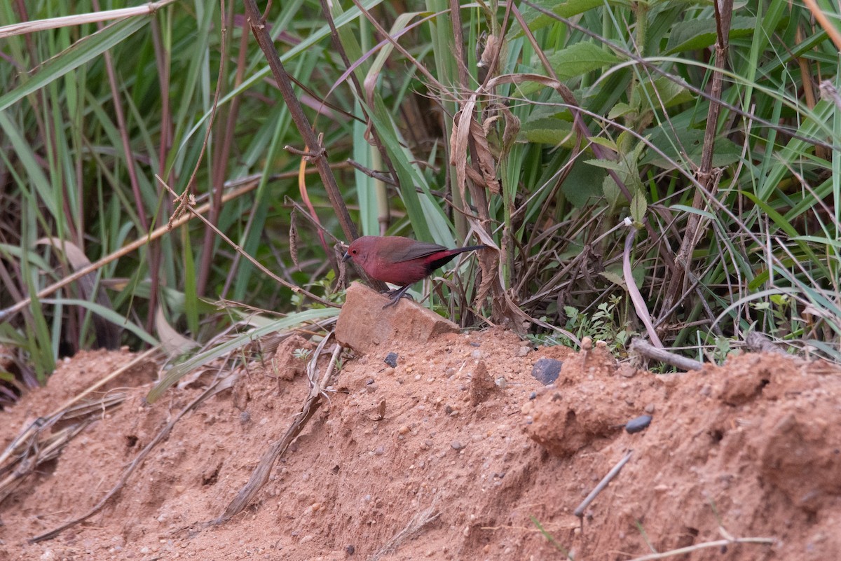 Jameson's Firefinch - ML510233021