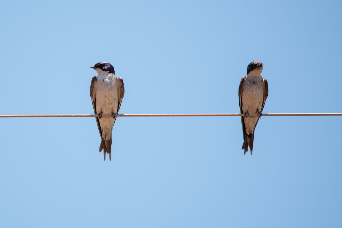 Pearl-breasted Swallow - Alistair Routledge