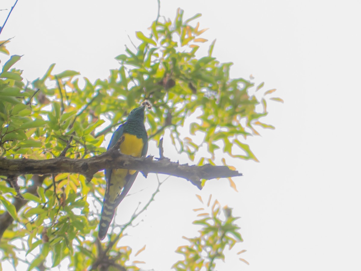 African Emerald Cuckoo - ML510233471