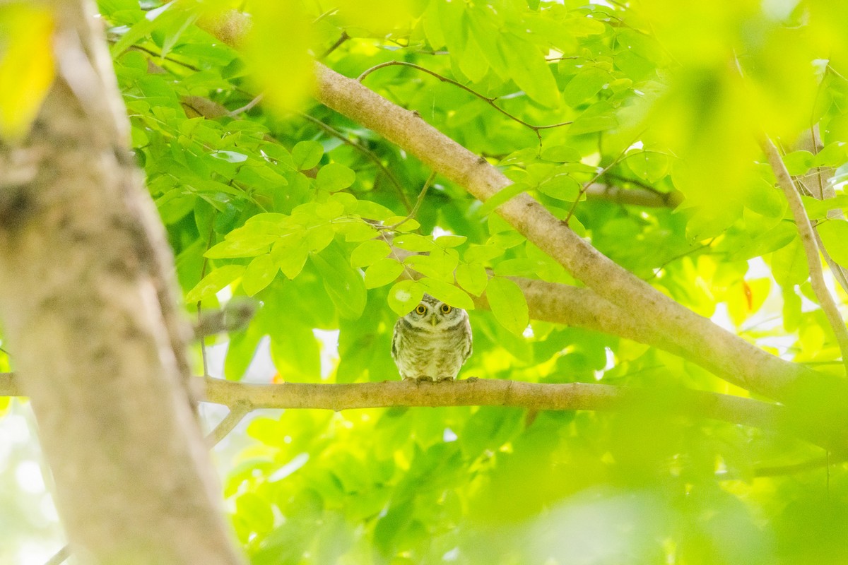 Spotted Owlet - ML510233501