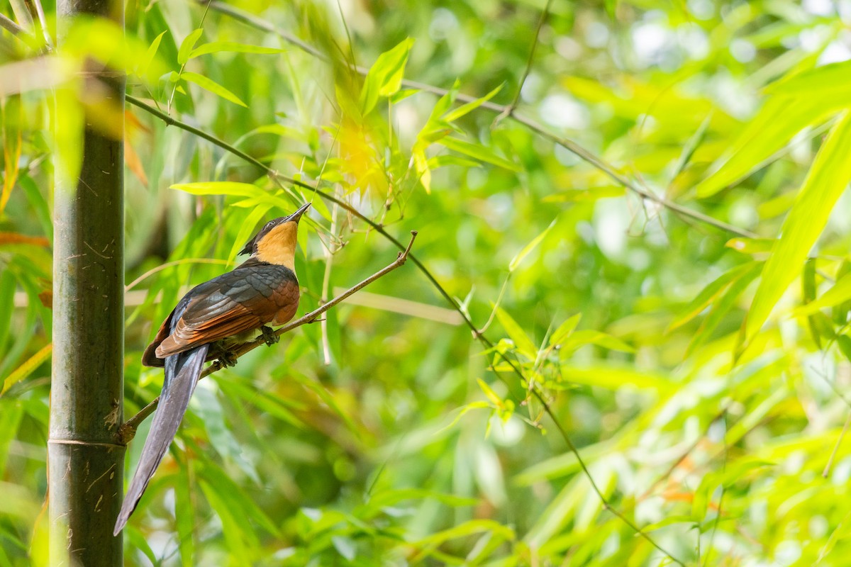 Chestnut-winged Cuckoo - ML510233601