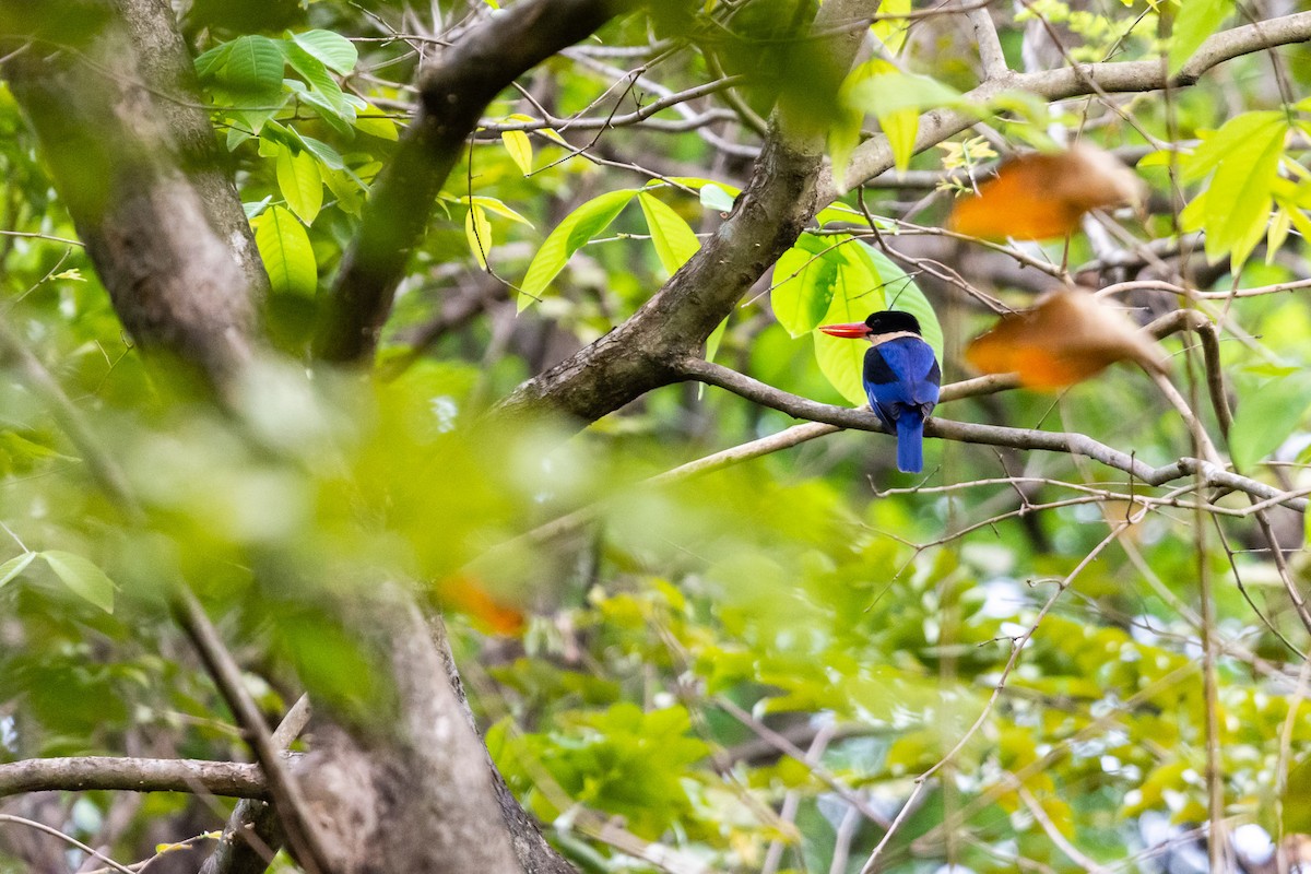 Black-capped Kingfisher - ML510233621