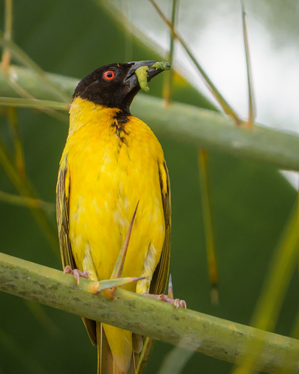 Village Weaver - ML510234061