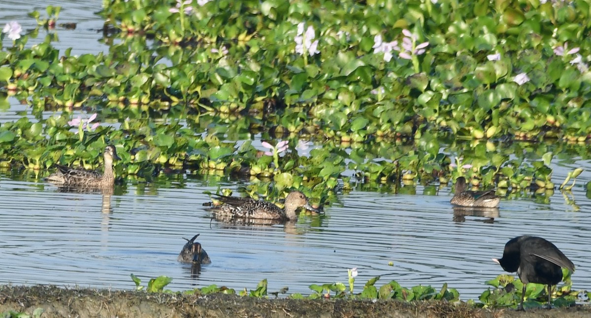 Green-winged Teal - Aishwarya Vijayakumar