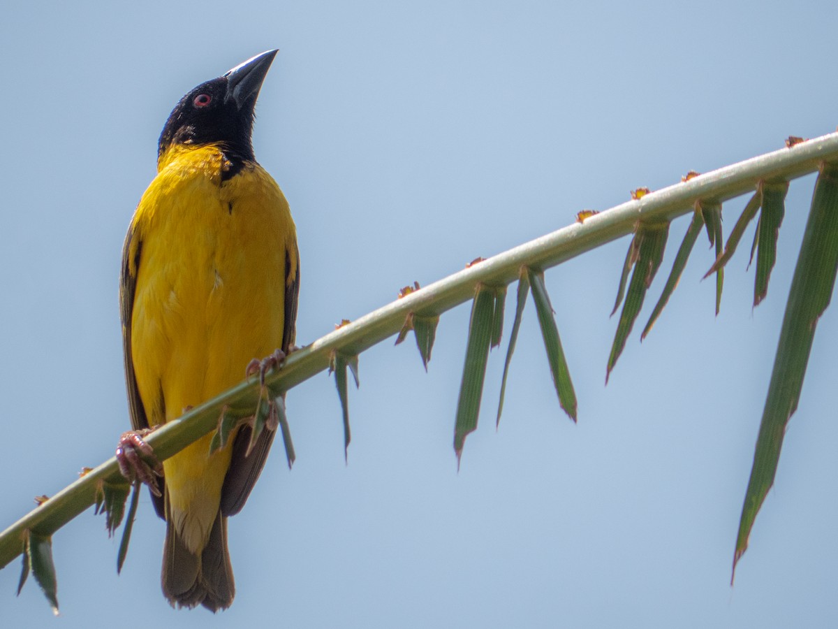 Village Weaver - ML510234411