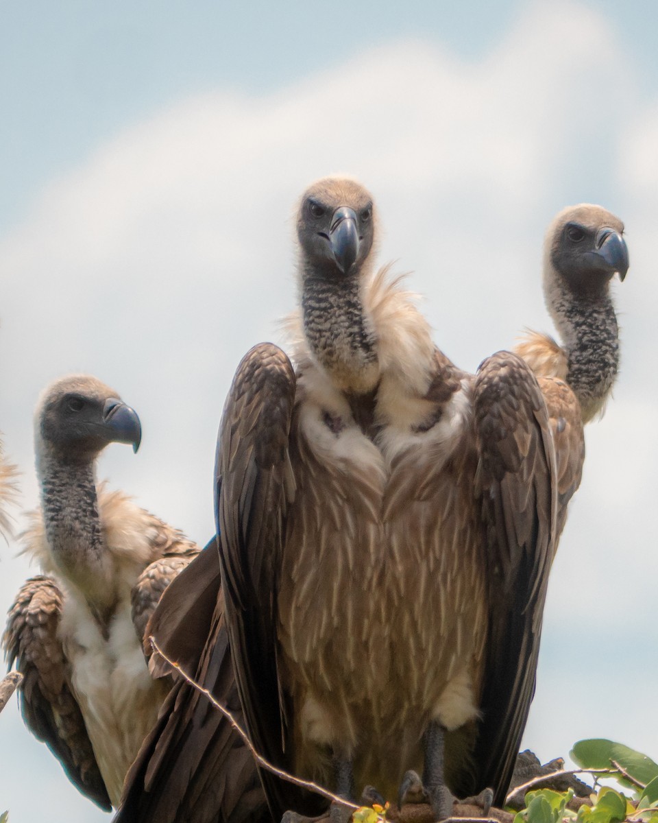 White-backed Vulture - Qhelani Moyo