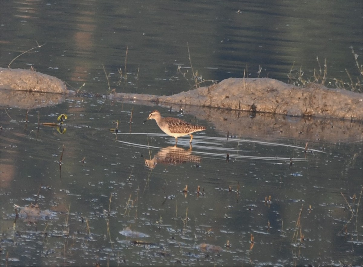 Wood Sandpiper - Aishwarya Vijayakumar