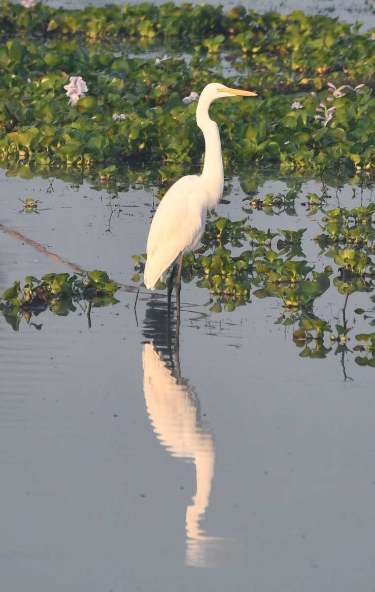 Medium Egret - Aishwarya Vijayakumar