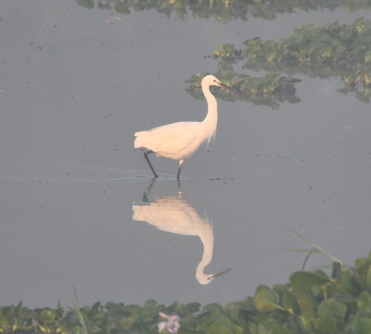 Little Egret - Aishwarya Vijayakumar