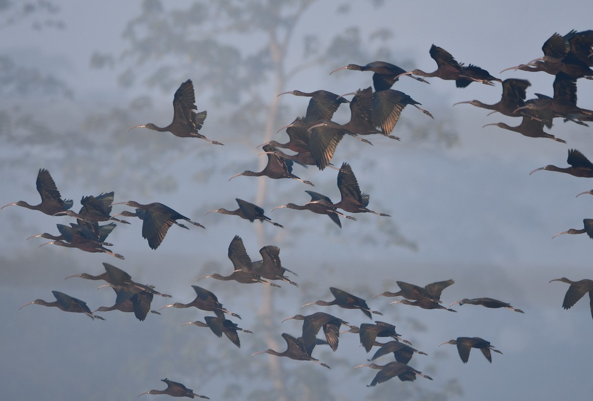 Glossy Ibis - Aishwarya Vijayakumar