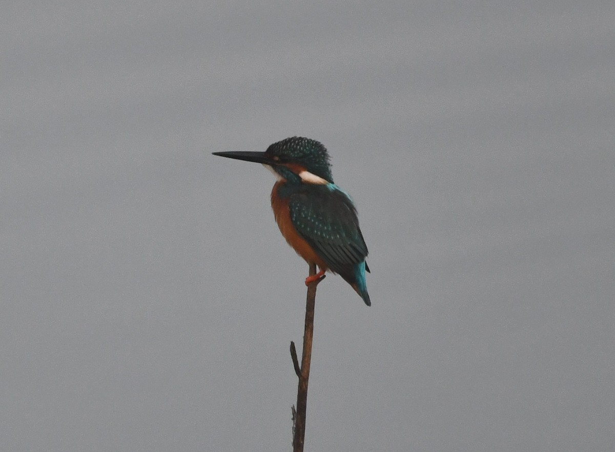 Common Kingfisher - Aishwarya Vijayakumar