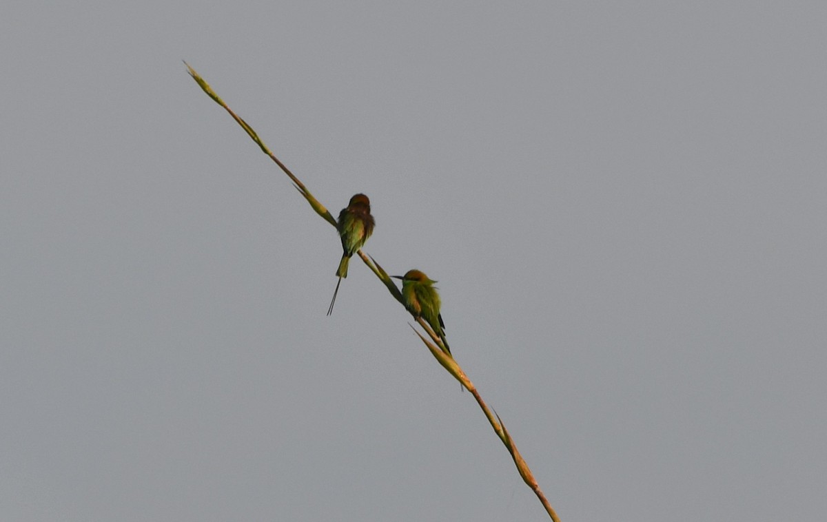Asian Green Bee-eater - Aishwarya Vijayakumar