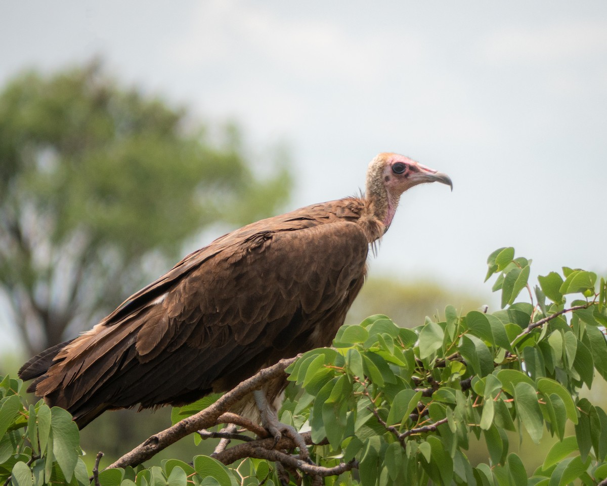 Hooded Vulture - Qhelani Moyo