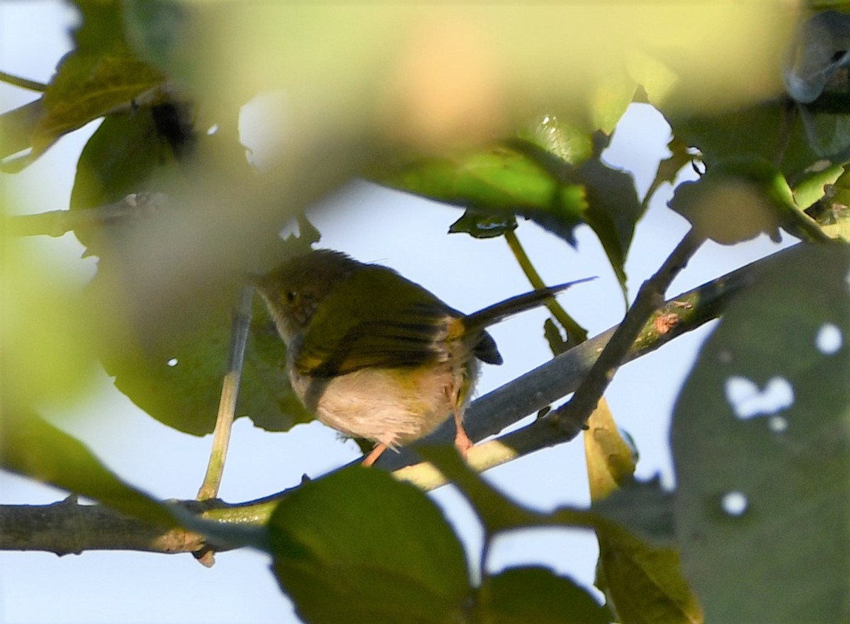 Common Tailorbird - Aishwarya Vijayakumar