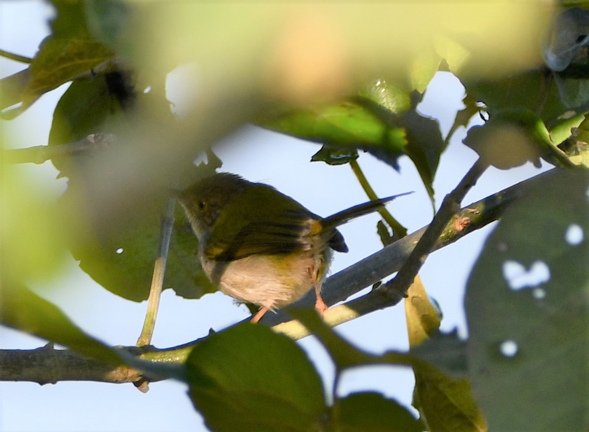 Common Tailorbird - ML510235121