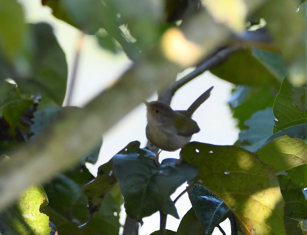 Common Tailorbird - ML510235131