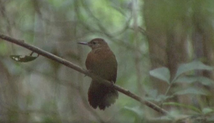 Rufous-breasted Leaftosser (Ceara) - Josep del Hoyo