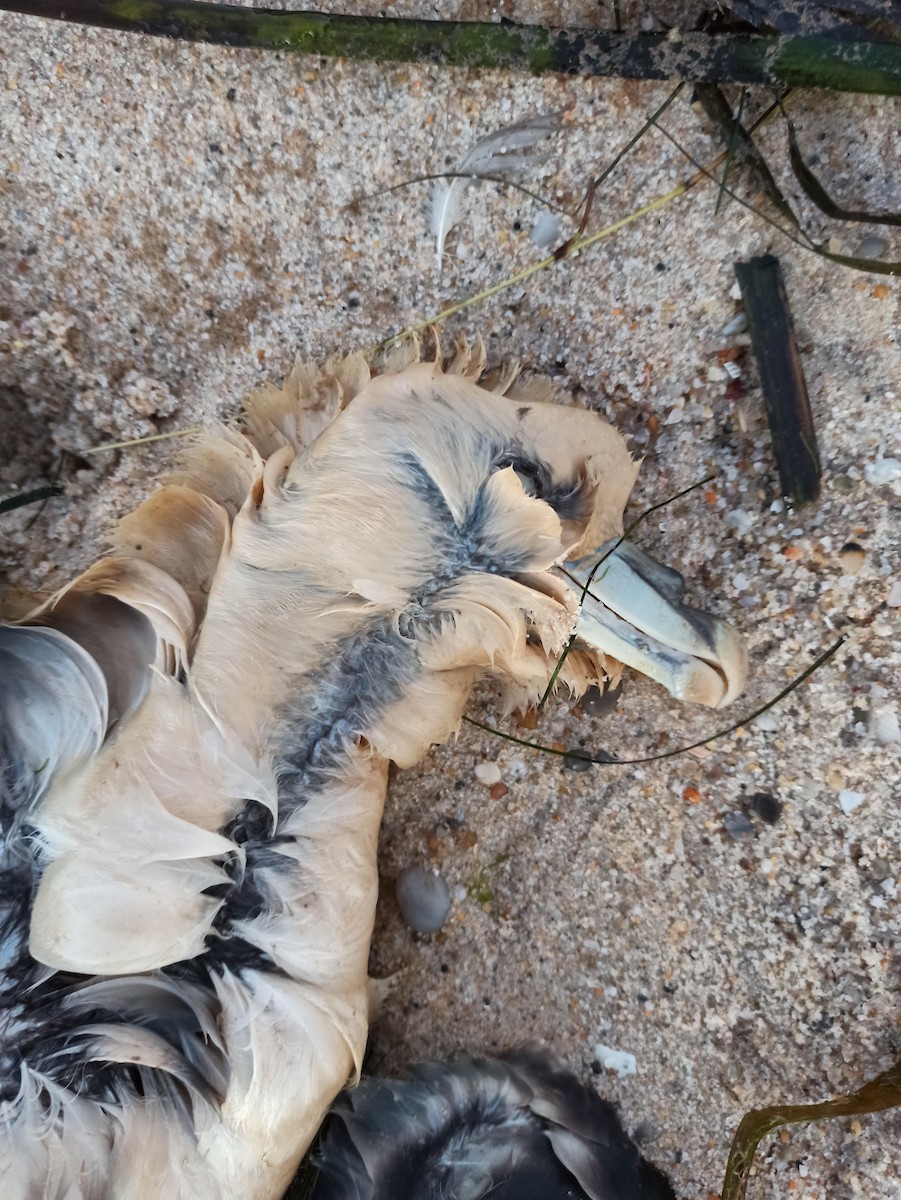 Northern Fulmar - ML510235421