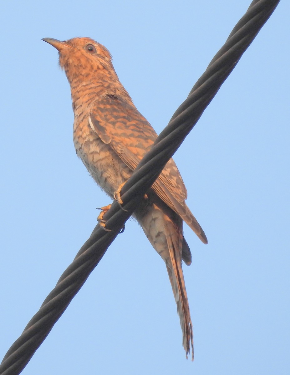 Gray-bellied Cuckoo - ML510236601