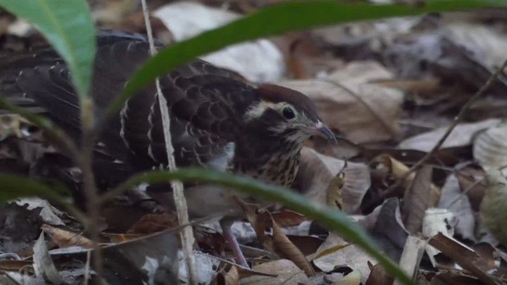 Pheasant Cuckoo - ML510238681