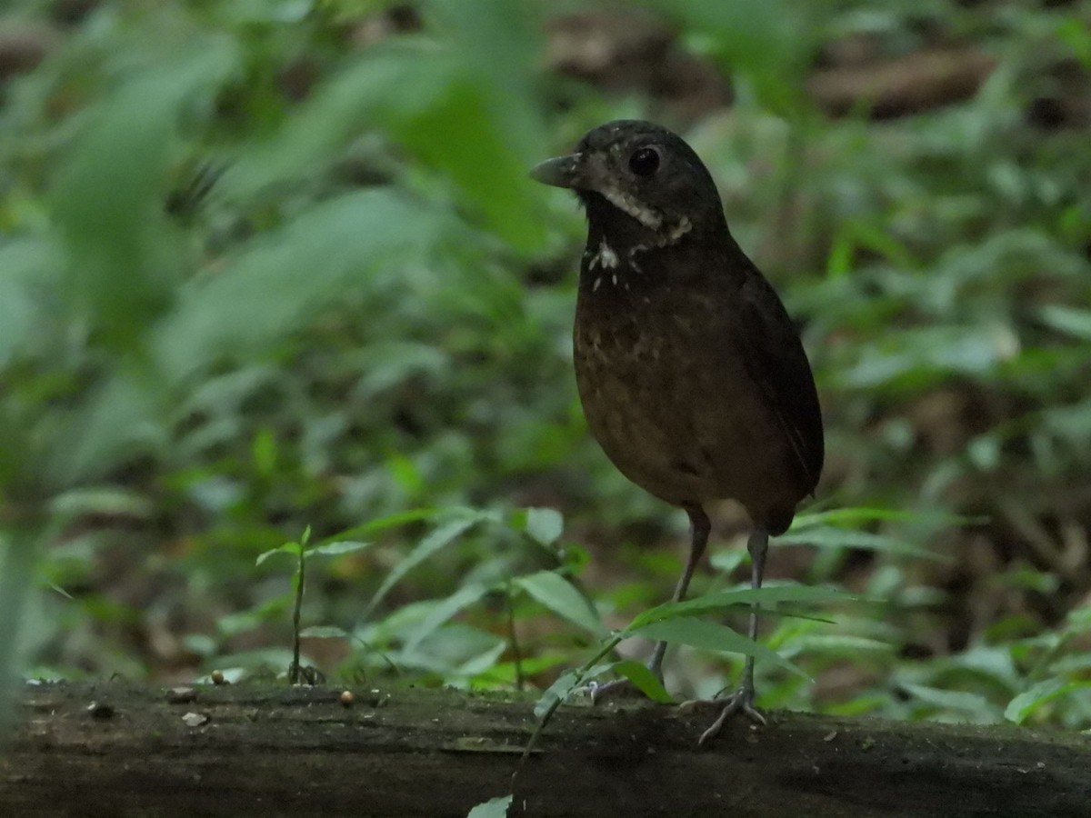 Scaled Antpitta - Sheryl Gracewski