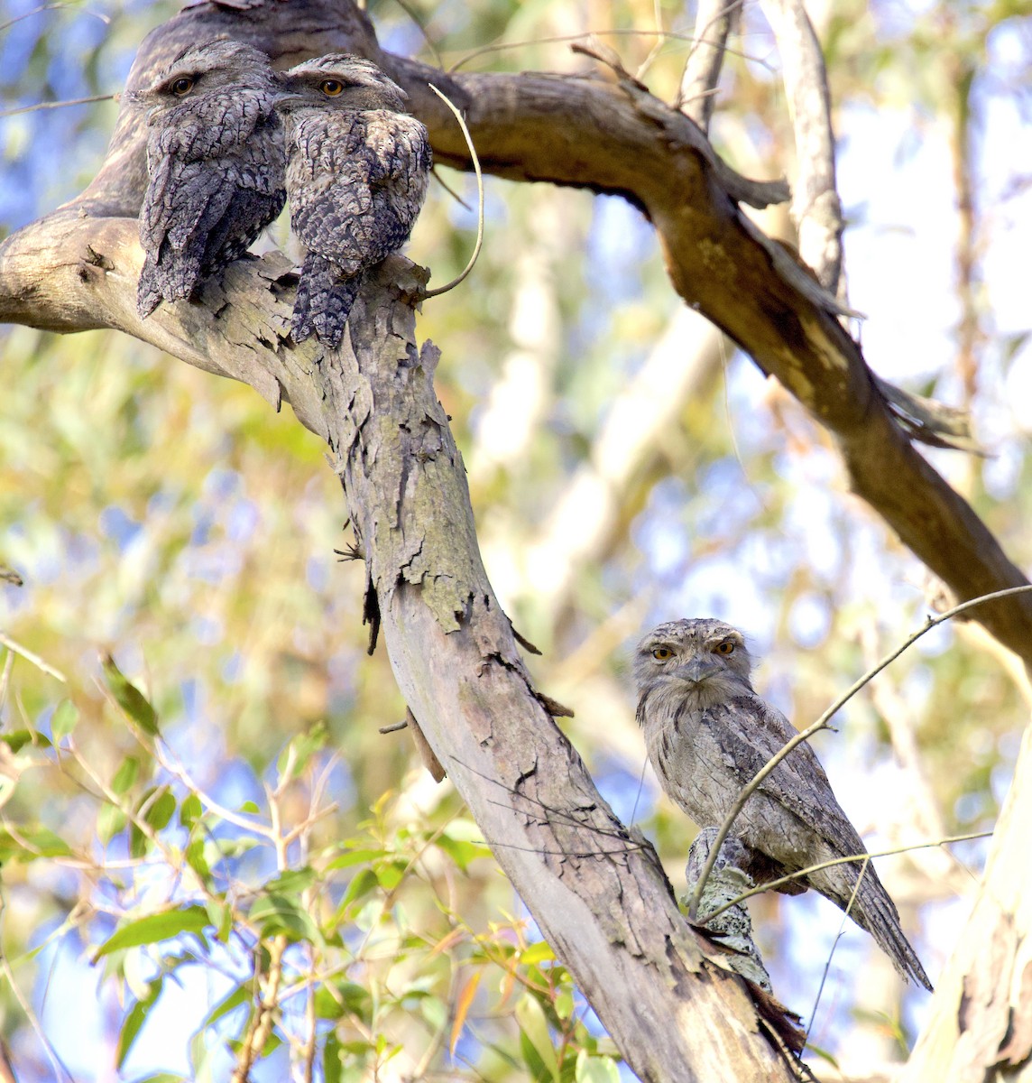 Tawny Frogmouth - ML510239081
