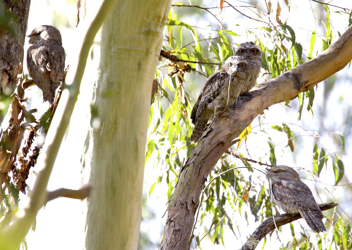 Tawny Frogmouth - ML510239091