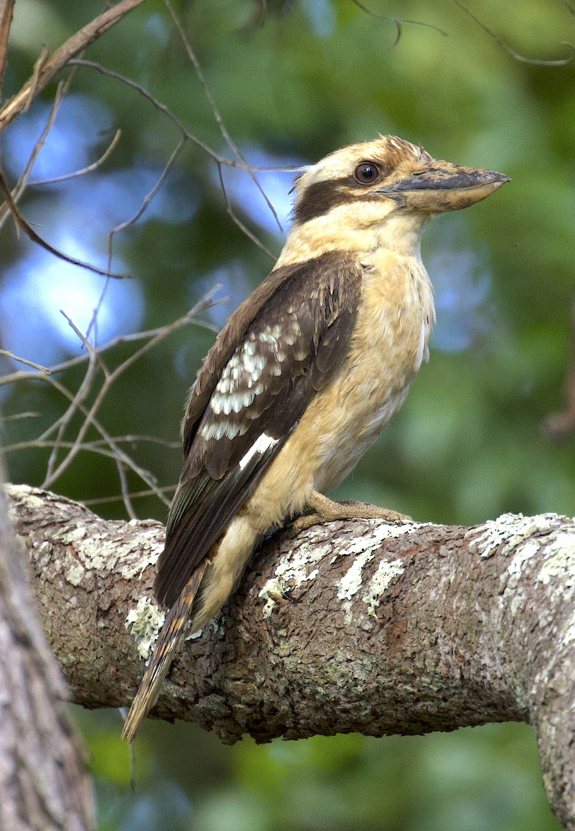 Laughing Kookaburra - ML510239121