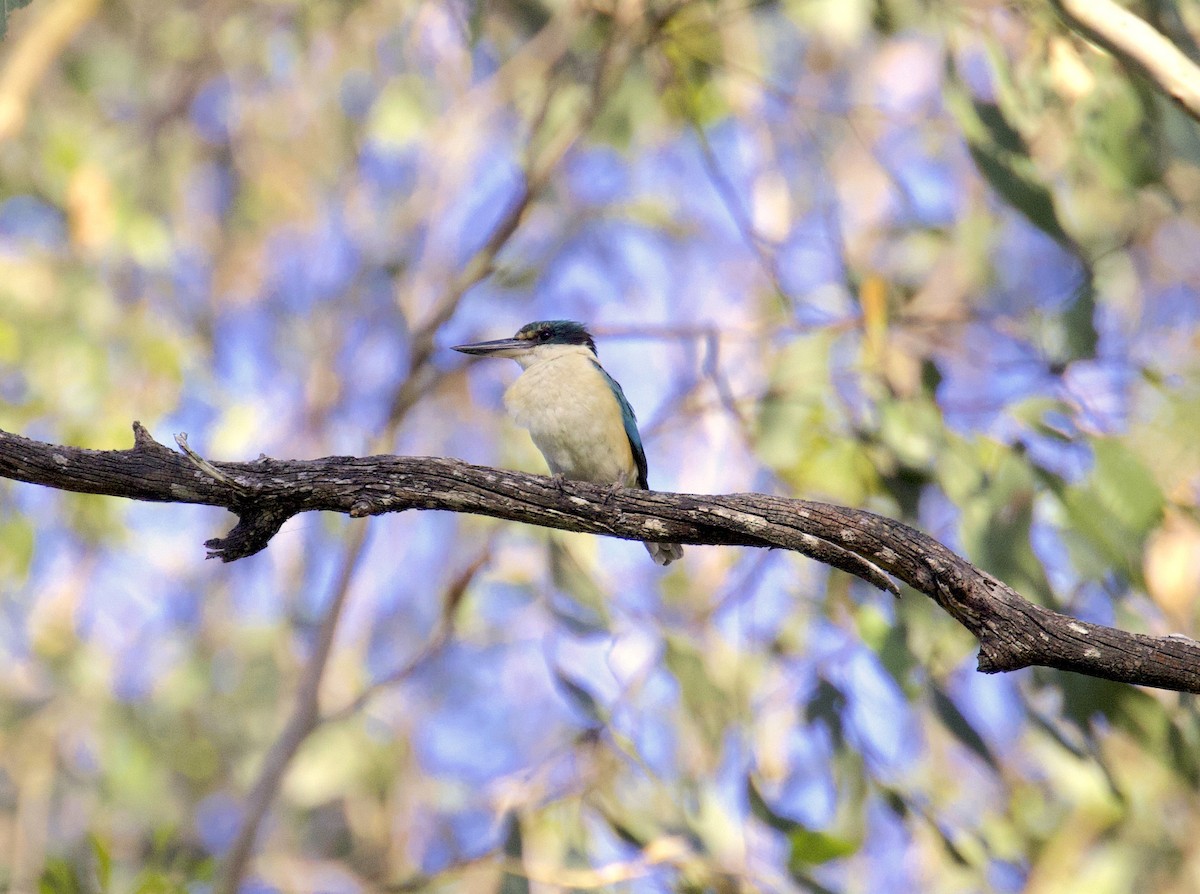 Sacred Kingfisher - ML510239141