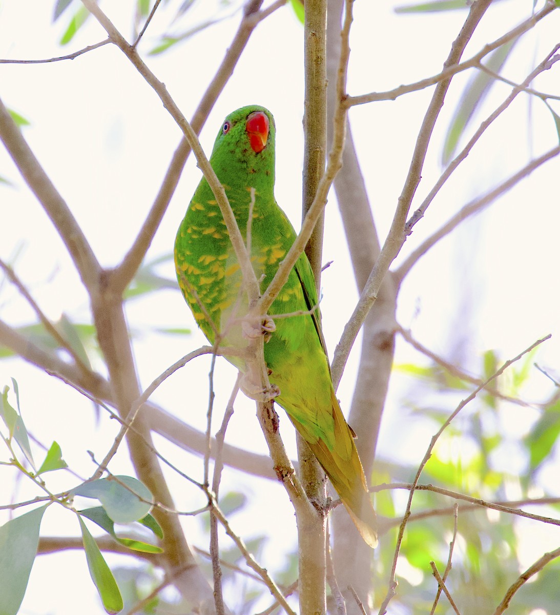 Scaly-breasted Lorikeet - ML510239151