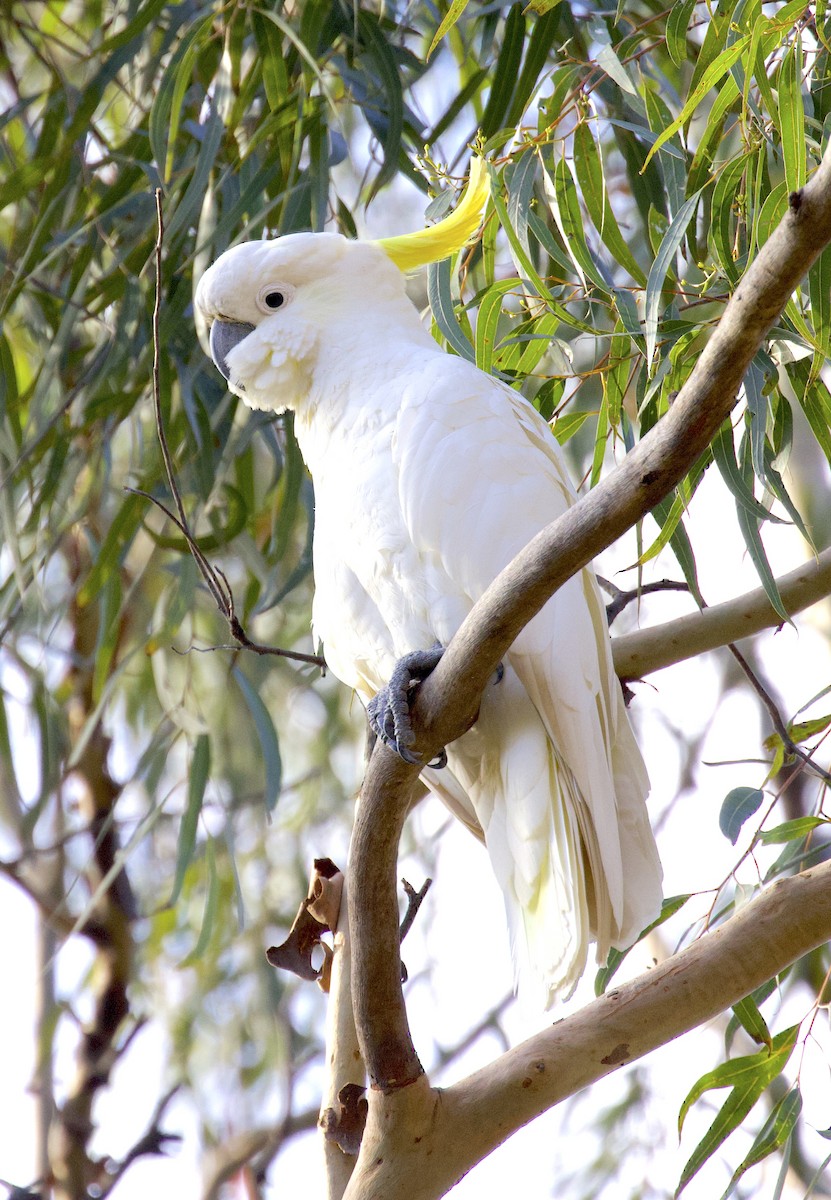 Sulphur-crested Cockatoo - ML510239201