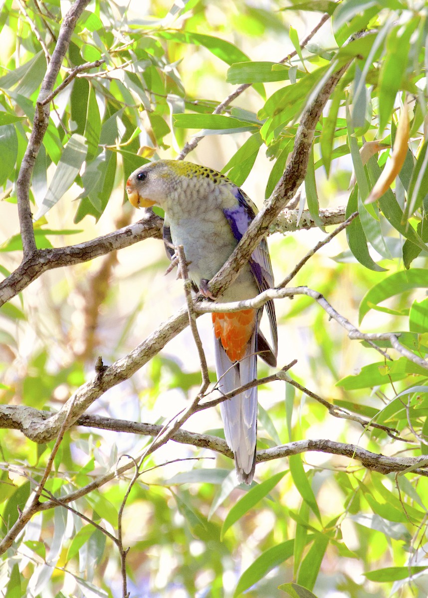 Pale-headed Rosella - ML510239221
