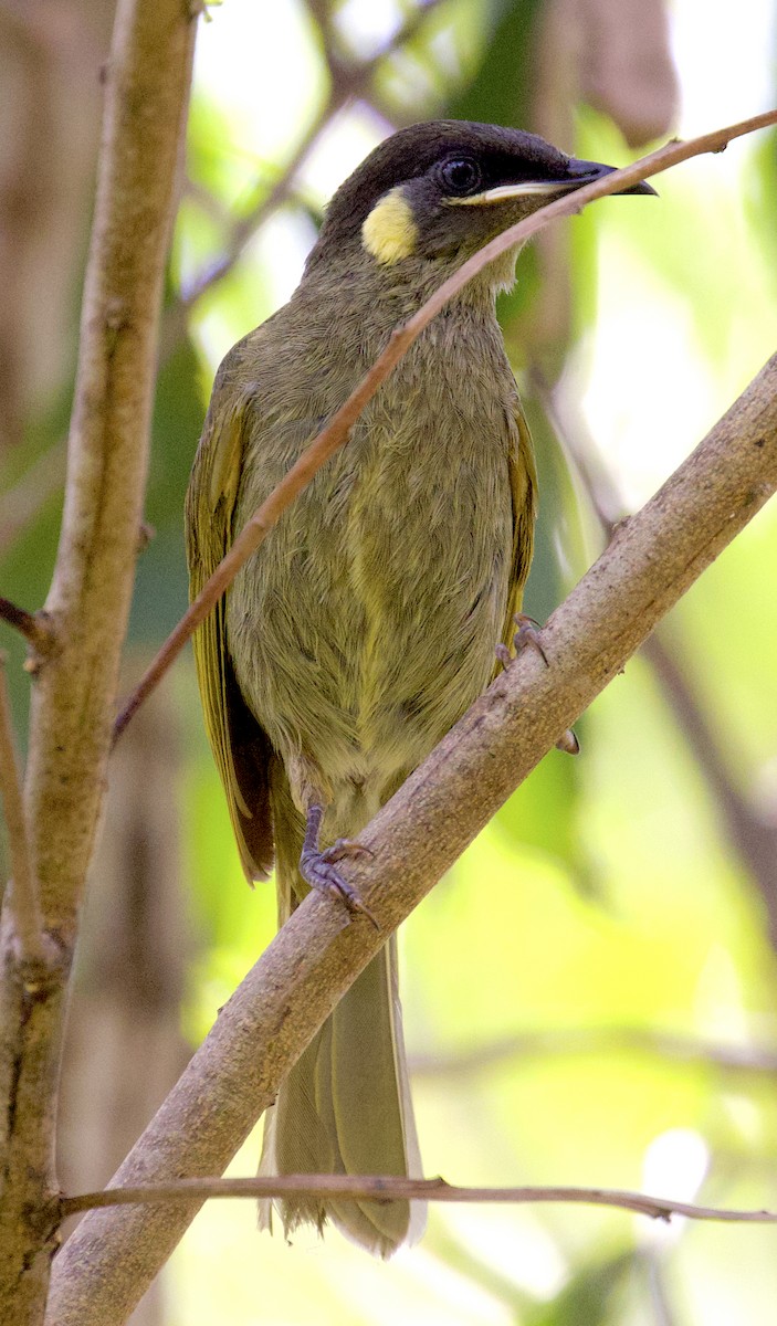 Lewin's Honeyeater - ML510239241