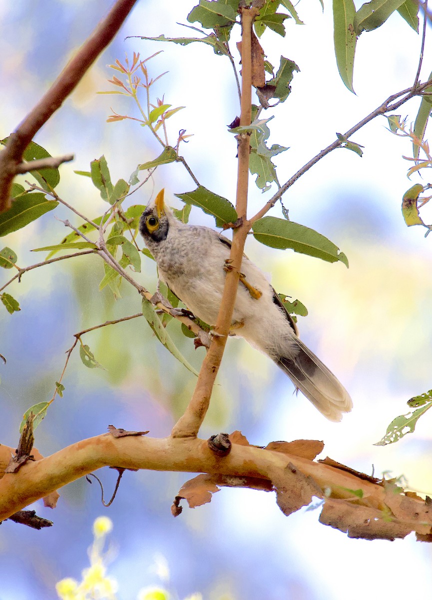 Noisy Miner - ML510239291