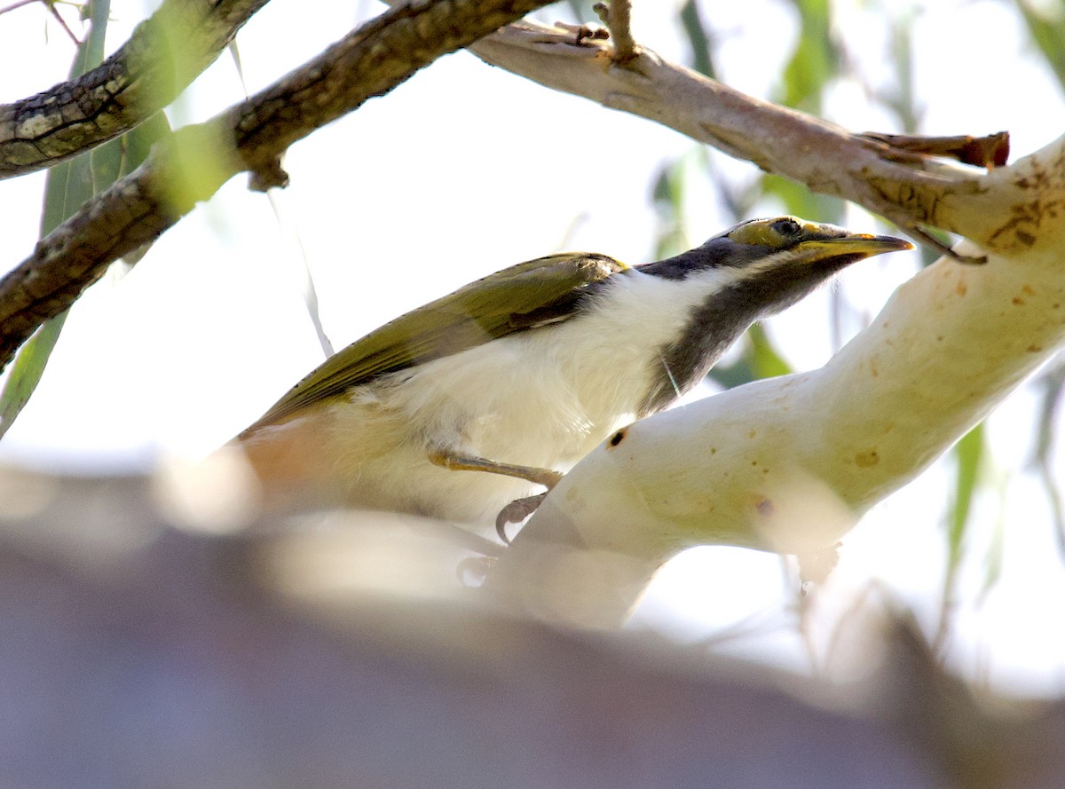 Blue-faced Honeyeater - Nicholas Bourke