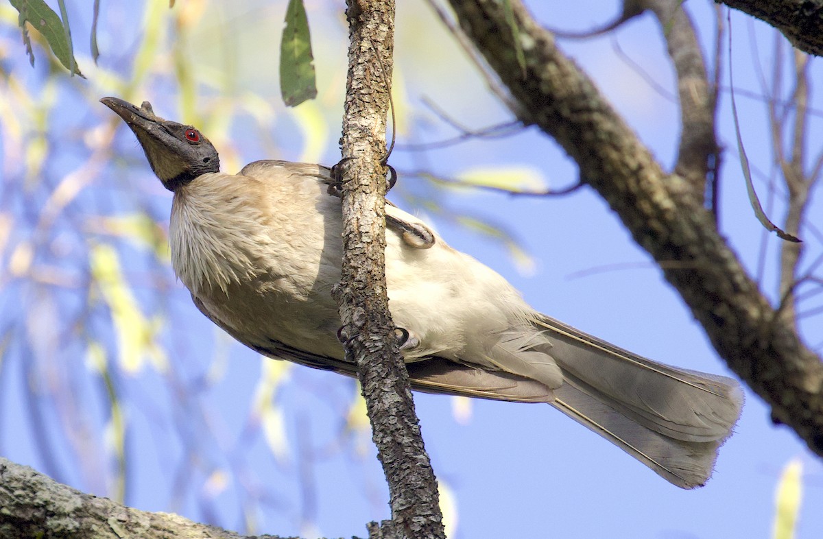 Noisy Friarbird - ML510239391