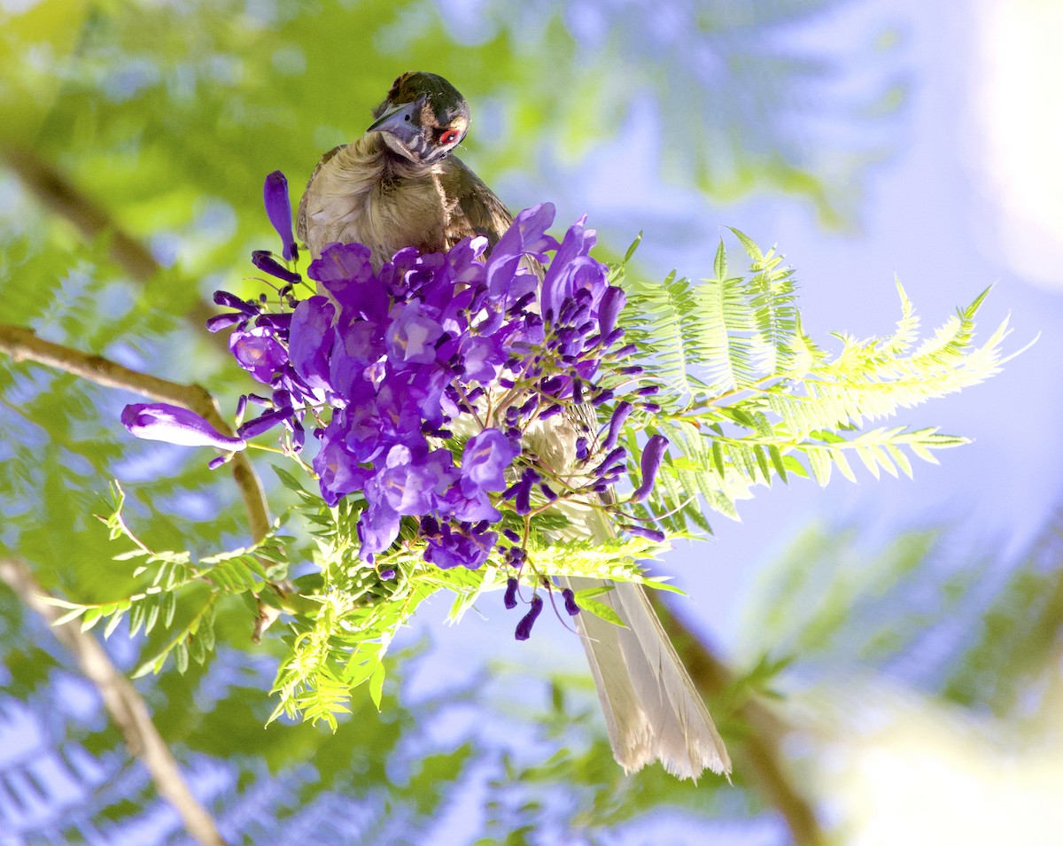 Noisy Friarbird - ML510239401