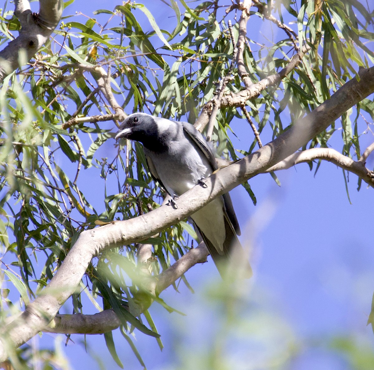 Black-faced Cuckooshrike - ML510239431