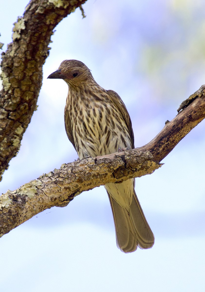 Australasian Figbird - ML510239451