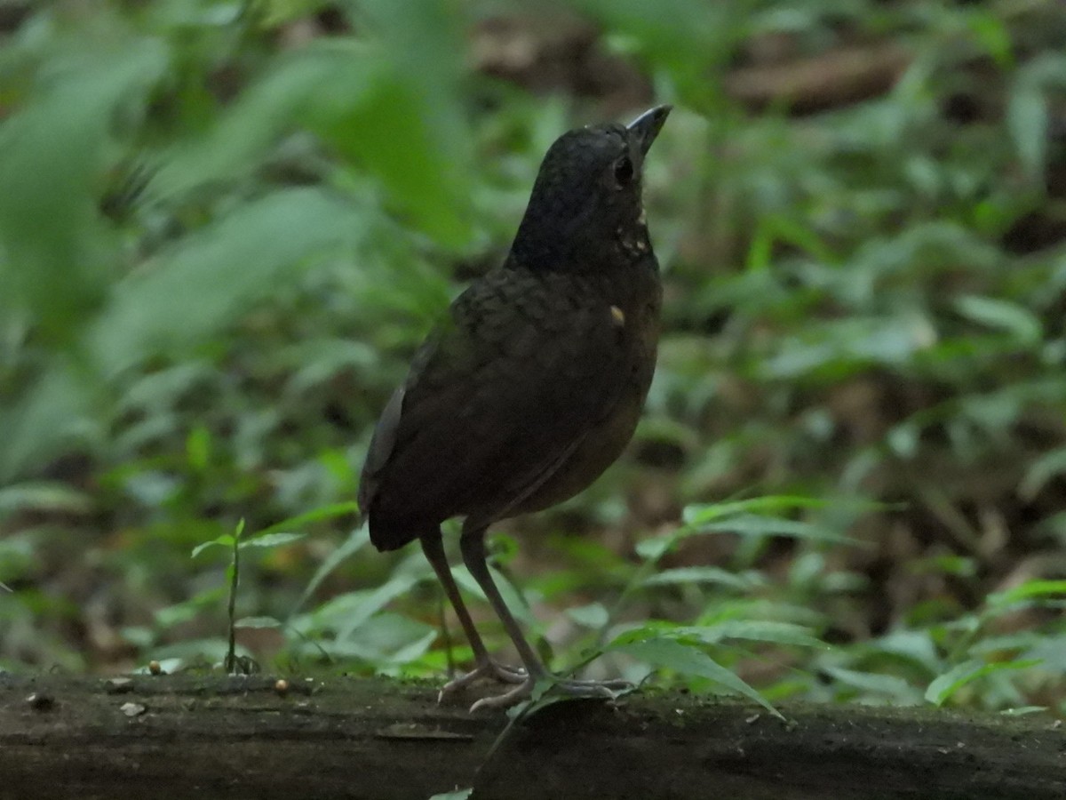 Scaled Antpitta - ML510239461