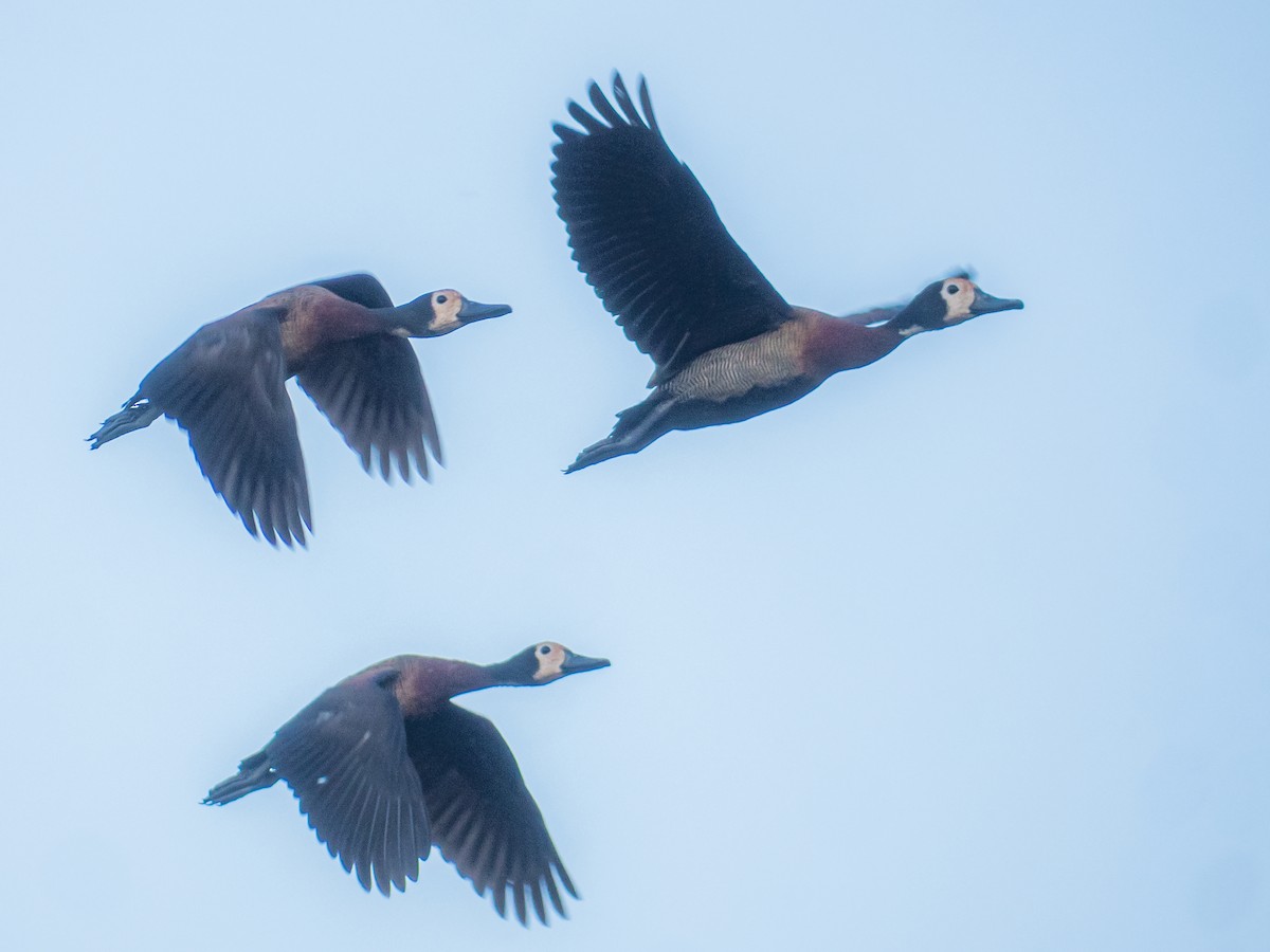 White-faced Whistling-Duck - Qhelani Moyo