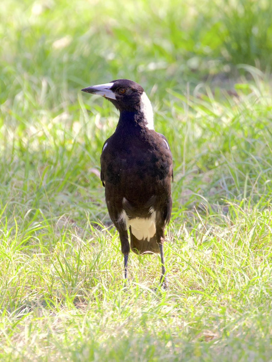 Australian Magpie - ML510239501