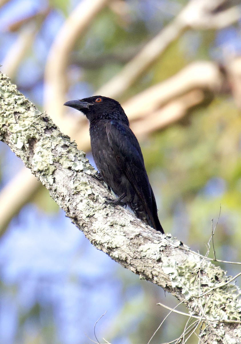 Spangled Drongo - ML510239551
