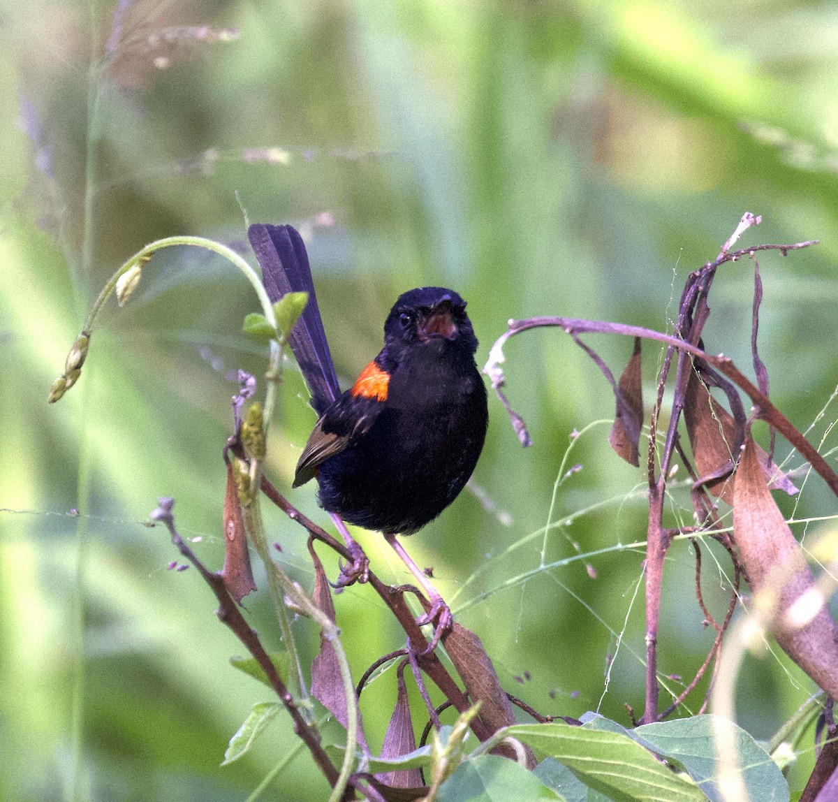 Red-backed Fairywren - ML510239621
