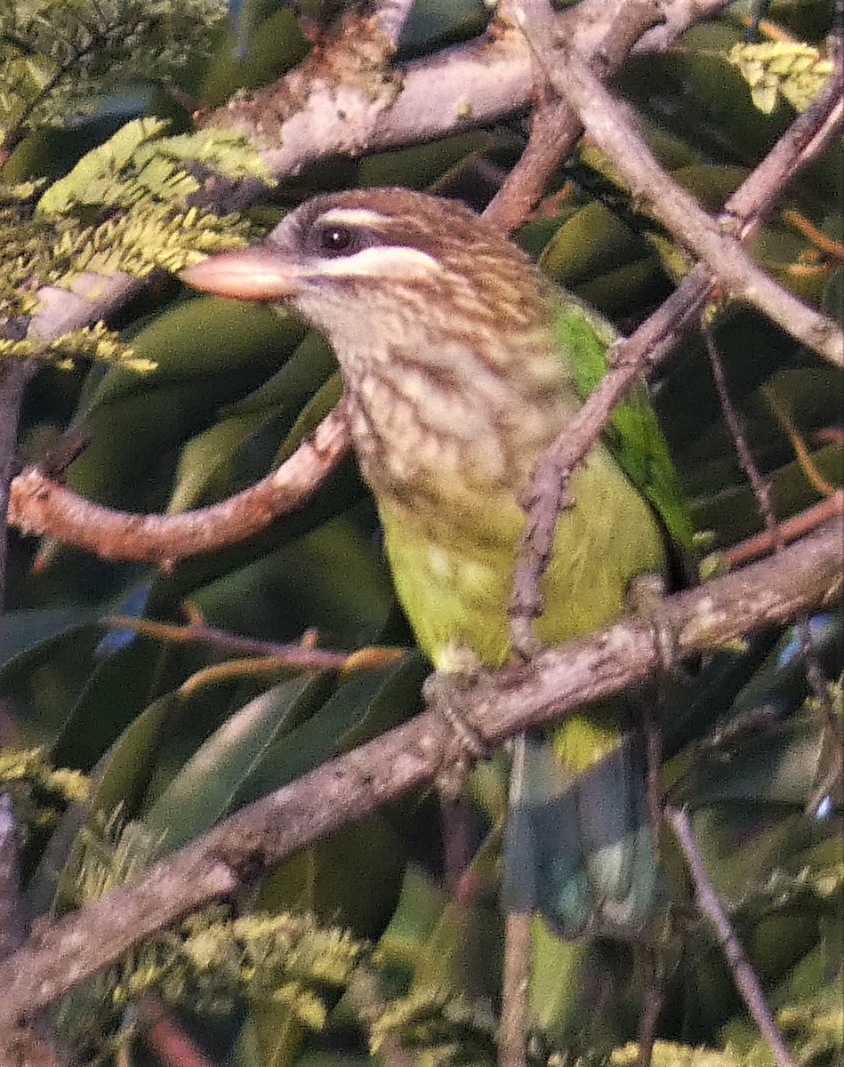 barbet bělolící - ML510239861