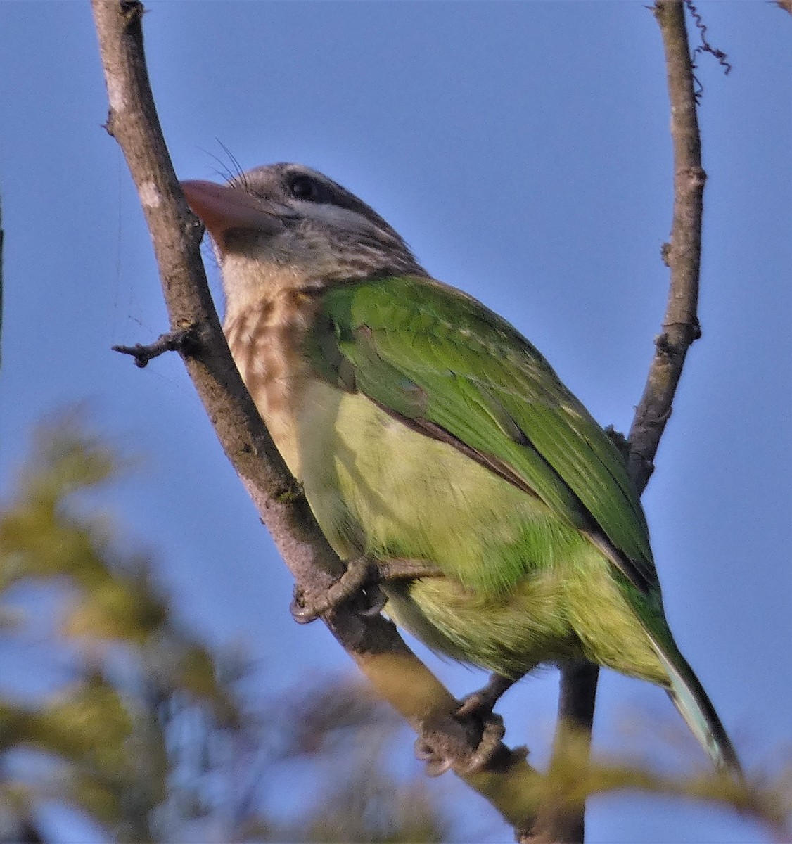 barbet bělolící - ML510239871
