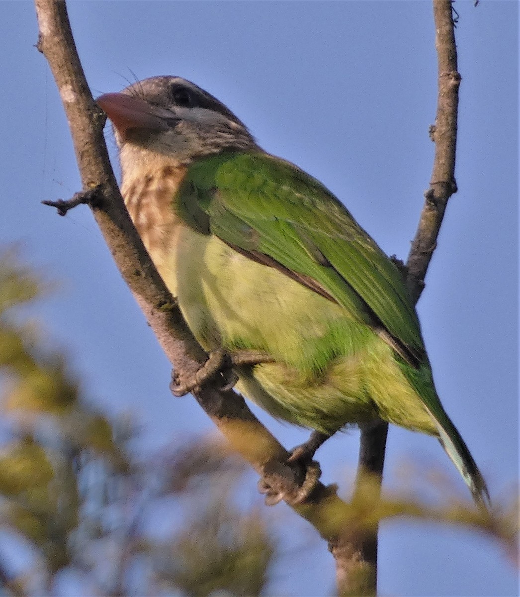 barbet bělolící - ML510239881