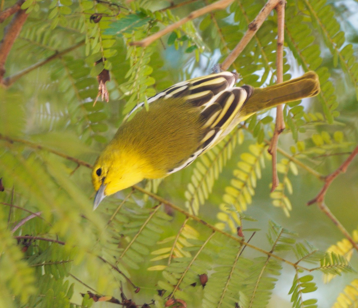 Common Iora - ML510240441