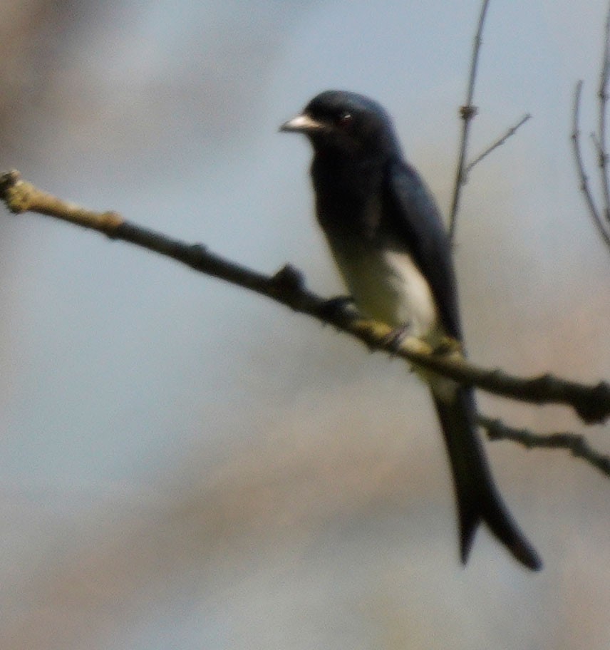 Drongo à ventre blanc - ML510240461